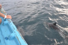prijatelj delfin prijatelj delfin
