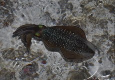 sipa Maldivi sipa Maldivi