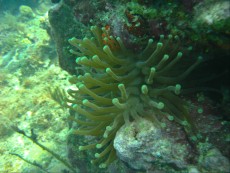 anemona anemona