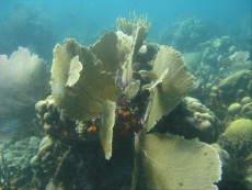 diving catalina