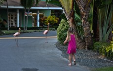 flamingo flamingo