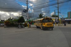 school bus school bus