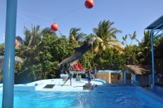 show delfinov show delfinov