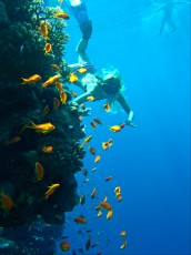 Pseudanthias pleurotaenia