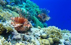 Pterois volitans - plamenka