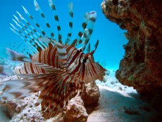 Pterois volitans - rdece morje