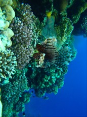 Pterois volitans