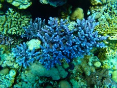 acropora