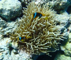 anemona in amphiprion clarkii Egipt