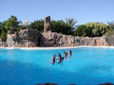 delfin show delfin show