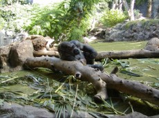 gorila Loro park gorila Loro park