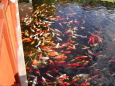 koi krapi Tenerife koi krapi Tenerife