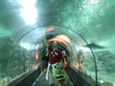 tunel tunel
