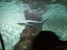 tunel akvarij tunel akvarij