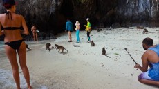 31 MONKEY BEACH