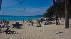 72TREE ON BAMBOO ISLAND