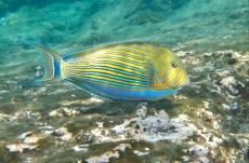 ACANTHURUS LINEATUS THAILAND