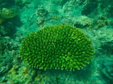 ACROPORA THAILAND ACROPORA THAILAND