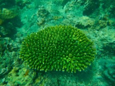 ACROPORA THAILAND