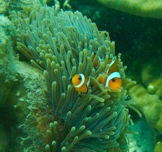 AMPHIPRION OCELLARIS AMPHIPRION OCELLARIS