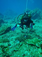 ANEMONA ON DIVING ANEMONA ON DIVING