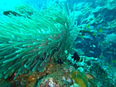 APOGONI IN ANEMONA APOGONI IN ANEMONA