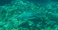 BLACK TIP SHARK DIVING PHI PHI DON