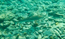 BLACK TIP SHARK ON SHARK ISLAND BLACK TIP SHARK ON SHARK ISLAND