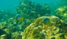 CHAETODON CHAETODON