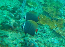 CHAETODON THAILAND CHAETODON THAILAND