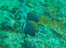 CHAETODON THAILAND