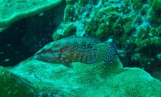 DANGER FISH DANGER FISH