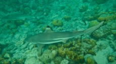 FOTOSHOOTING SHARKS ON PHI PHI DON