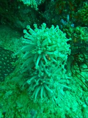 GONIOPORA GONIOPORA