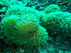 GONIOPORA WHITE GONIOPORA WHITE