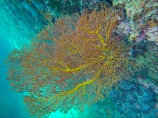 GORGONIA GORGONIA