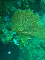 GORGONIA RED GORGONIA RED