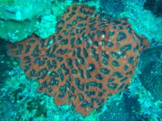 KORALA THAILAND KORALA THAILAND