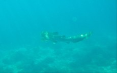 LEOPARD SHARK ON PHI PHI DON