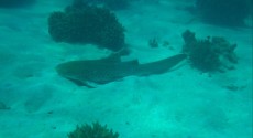 LEOPARD SHARK THAILAND