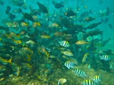 NORISNICA POD VODO NORISNICA POD VODO