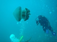 OGROMNA MEDUZA OGROMNA MEDUZA