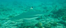ROBERT LEITINGER AND BLACKTIP SHARK ON THAILAND ROBERT LEITINGER AND BLACKTIP SHARK ON THAILAND