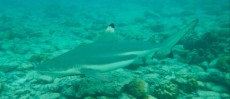 ROBERT LEITINGER AND BLACKTIP SHARK ON THAILAND