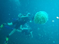 ROBERT LEITINGER DIVING ROBERT LEITINGER DIVING