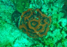 SCOLYMIA TAJSKA SCOLYMIA TAJSKA