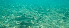 SHARKS ON PHI PHI DON SHARKS ON PHI PHI DON