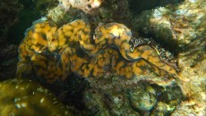 SKOLJKA TRIDACNA SKOLJKA TRIDACNA