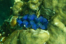 TRIDACNA BLUE TRIDACNA BLUE