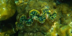 TRIDACNA BROWN TRIDACNA BROWN